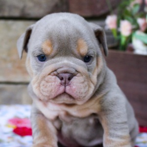 Bulldog Puppy Tucker