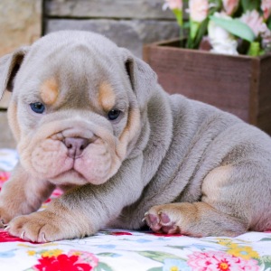 Bulldog Puppy Tucker