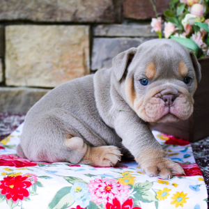 Bulldog Puppy Tucker