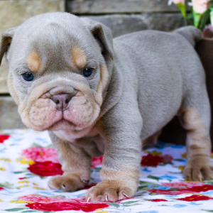 Bulldog Puppy Tucker