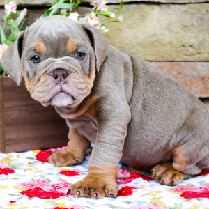 Bulldog Puppy Tucker