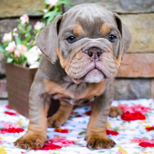 Bulldog Puppy Tucker