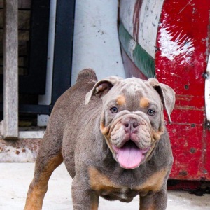 Bulldog Puppy Tucker
