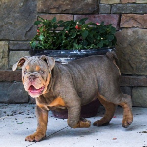 Bulldog Puppy Tucker