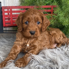 Cockapoo Puppy Chief