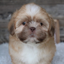 Shih Tzu Puppy Flint