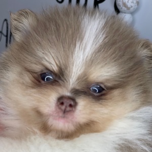 Pomeranian Puppy Phoenix