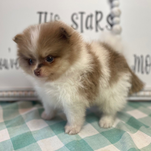 Pomeranian Puppy Phoenix