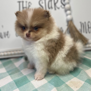 Pomeranian Puppy Phoenix