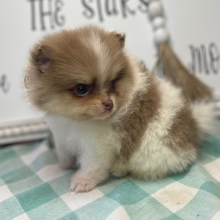 Pomeranian Puppy Phoenix