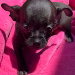 Chihuahua Puppy Ebony