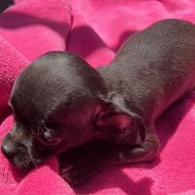 Chihuahua Puppy Ebony