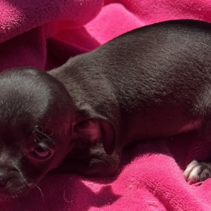Chihuahua Puppy Ebony
