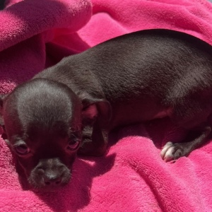Chihuahua Puppy Ebony