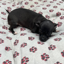 Chihuahua Puppy Ebony