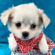 Chihuahua Puppy Silas