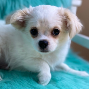 Chihuahua Puppy Silas