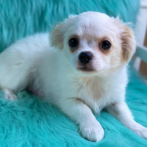 Chihuahua Puppy Silas