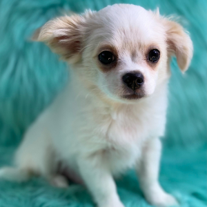 Chihuahua Puppy Silas
