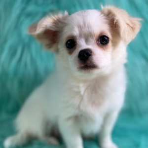 Chihuahua Puppy Silas
