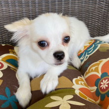 Chihuahua Puppy Silas