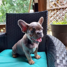 French Bulldog Puppy Sunshine