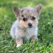 Pembroke Welsh Corgi Puppy Silver Queen