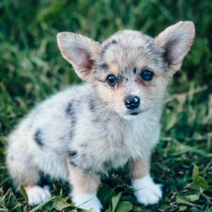 Pembroke Welsh Corgi Puppy Silver Queen