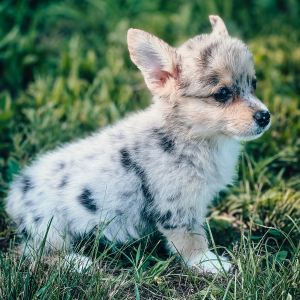 Pembroke Welsh Corgi Puppy Silver Queen