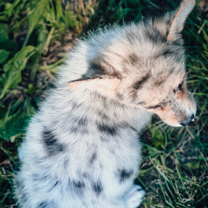 Pembroke Welsh Corgi Puppy Silver Queen