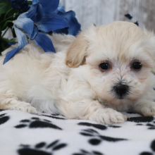 Maltipoo Puppy Quinn