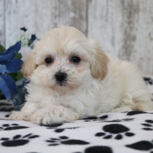 Maltipoo Puppy Quinn