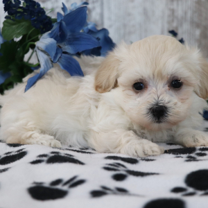Maltipoo Puppy Quinn