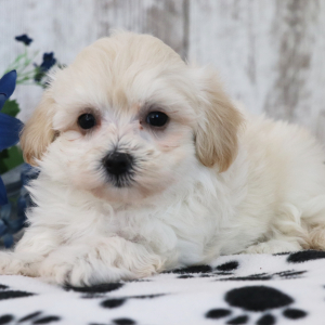 Maltipoo Puppy Quinn