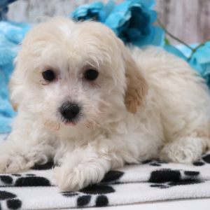 Maltipoo Puppy Quinn