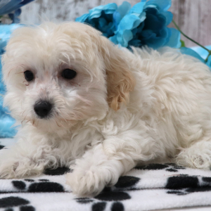 Maltipoo Puppy Quinn