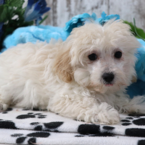 Maltipoo Puppy Quinn