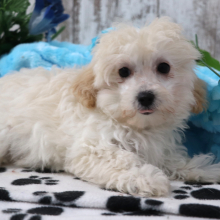 Maltipoo Puppy Quinn