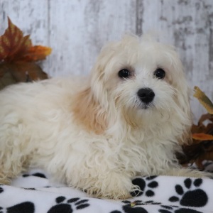 Maltipoo Puppy Quinn