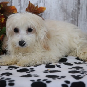 Maltipoo Puppy Quinn