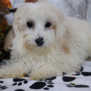 Maltipoo Puppy Quinn