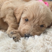 Labradoodle Puppy Ellie