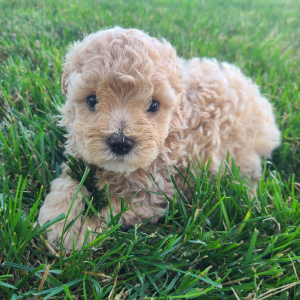 Maltipoo Puppy Kali