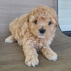 Maltipoo Puppy Kali