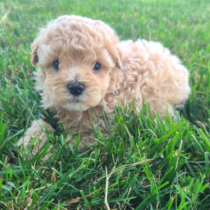 Maltipoo Puppy Kali