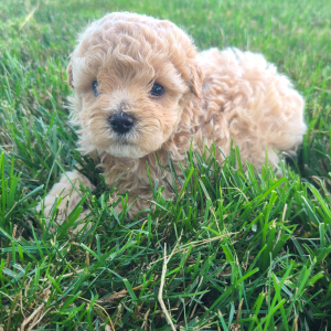 Maltipoo Puppy Kali