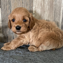Cockapoo Puppy Jasper