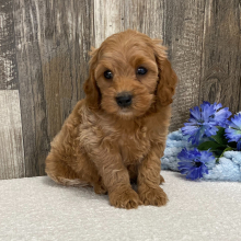 Cockapoo Puppy Jasper