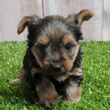 Yorkshire Terrier Puppy Graham
