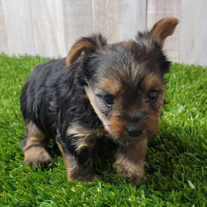 Yorkshire Terrier Puppy Graham